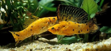 43 Types of Molly Fish .